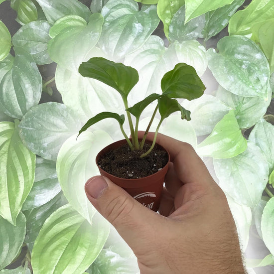 White Bat Flower - Live Starter Plants in 2 Inch Pots - Tacca Integrifolia - Not in Bloom When Shipped  - Extremely Rare and Exotic Flowering Plant