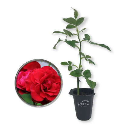 Don Juan Rose Bush - Live Starter Plants in 2 Inch Pots - Beautifully Fragrant Heirloom Rose from Florida - A Versatile Beauty with a Rich Fragrance