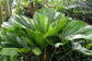 Vanuatu Fan Palm - Ruffled Fan Palm - Live Plant in a 1 Gallon Pot - Licuala Grandis - Extremely Rare Ornamental Palms of Florida