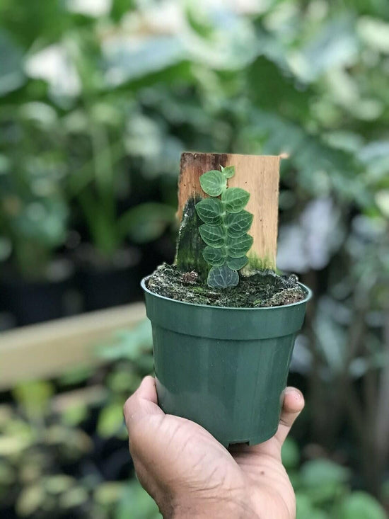 Rhaphidophora Cryptantha Shingle Plant - Live Plant in a 4 Inch Pot - Rhaphidophora Cryptantha - Extremely Rare and Beautiful Vining Indoor Houseplant - Air Purifying