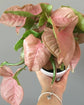 Syngonium Neon Pink - Live Plant in a 4 Inch Pot - Syngonium Podophyllum &