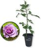 Lagerfeld Rose Bush - Live Starter Plants in 2 Inch Pots - Beautifully Fragrant Heirloom Rose from Florida - A Versatile Beauty with a Rich Fragrance