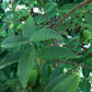 Barbie Pink Guava Tree - Live Starter Plants in 2 Inch Grower&