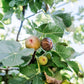 Olympian Fig Tree - Live Starter Plants - Ficus Carica - Edible Fruit Tree for The Patio and Garden