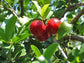 Barbados Cherry Tree - Live Plants in 4 Inch Grower&