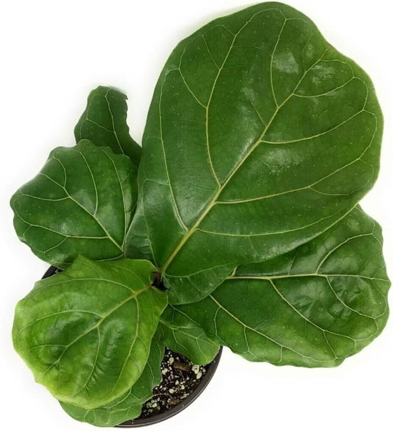 Ficus Tree - 4 Live Starter Plants in 2 Inch Pots - Stunning Easy Care Interior Houseplant