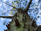 Silk Floss Tree - Live Plant in a 3 Gallon Growers Pot - Ceiba Speciosa - Extremely Rare and Beautiful Palms from Florida