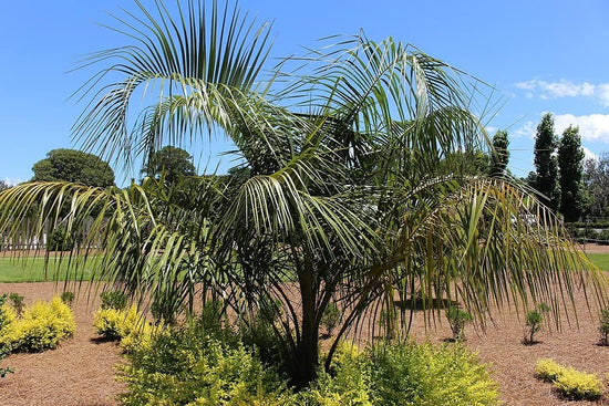 Mule Palm - 5 Live Plants in 4 Inch Growers Pots - Xbutiagrus Nabonnandii - Rare Ornamental Palms of Florida