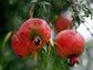 Pomegranate Tree - Live Starter Plants in 2 Inch Growers Pot - Punica Granatum - Edible Fruit Bearing Tree for The Patio and Garden