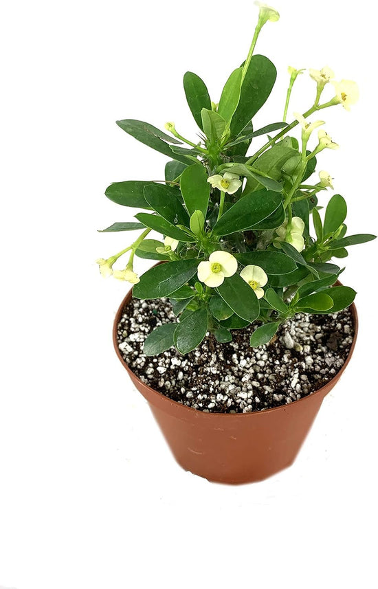 Crown of Thorns - Live Plant in a 6 Inch Pot - Euphorbia Milii - Beautiful Flowering Easy Care Indoor Houseplant