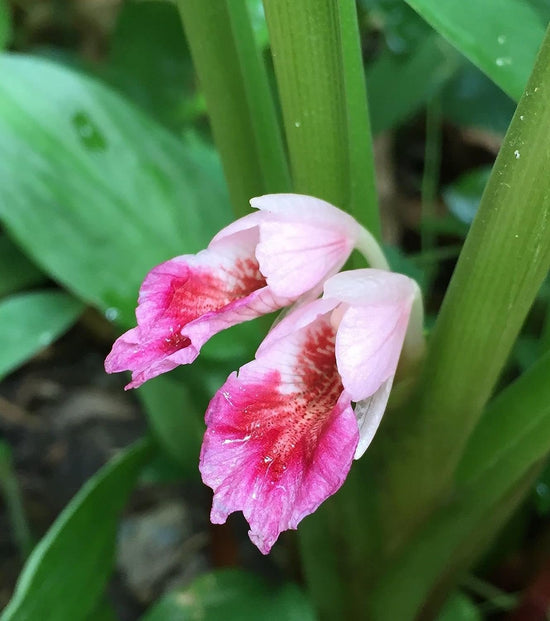 Chinese Keys Ginger - Live Starter Plants - Boesenbergia Rotunda - Grow Your Own Vegetables and Fruit in The Garden or Patio