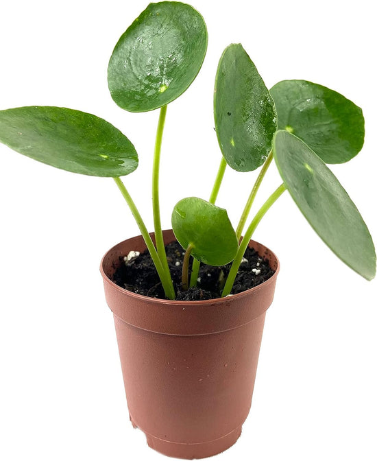 Chinese Money Plant - Live Starter Plants - Pilea Peperomioides - Rare and Elegant Indoor Houseplant