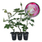 Cherry Parfait Rose Bush - Live Starter Plants in 2 Inch Pots - Beautiful Rose from Florida - A Beautiful Rose with Soft Creamy Petals in a Rich Cherry Red Hue