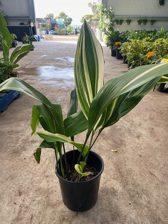 Variegated Cast Iron Plant - Live Plant in a 10 Inch Pot - Aspidistra Elatior - Beautiful Florist Quality Indoor or Outdoor Plant