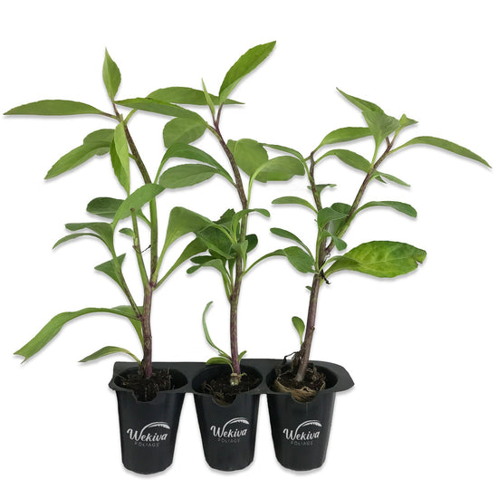 Longevity Spinach - Live Starter Plants - Gynura Procumbens - Grow Your Own Vegetables and Fruit in The Garden or Patio