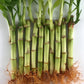 Lucky Indoor Bamboo - Live Plant - Ships Bare Root - 4 Inch Straight Stalks - Air Purifying Feng-Shui Zen Garden Houseplants