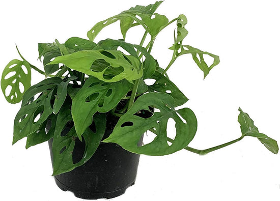 Monstera Swiss Cheese Plant - Live Plant in a 6 Inch Pot - Monstera Adansonii - Beautiful Easy to Grow Air Purifying Indoor Plant