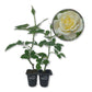 Elina Rose Bush - Live Starter Plants in 2 Inch Pots - Beautiful Roses from Florida - A Timeless Classic Ornamental Rose