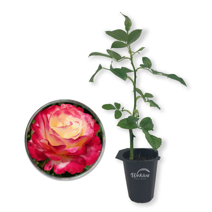 Double Delight Rose Bush - Live Starter Plants in 2 Inch Pots - Beautifully Fragrant Rose from Florida - Stunning Hybrid Tea Rose Cultivar - Add Color and Fragrance to Any Garden