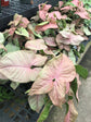 Syngonium Neon Pink - Live Plant in a 4 Inch Pot - Syngonium Podophyllum &