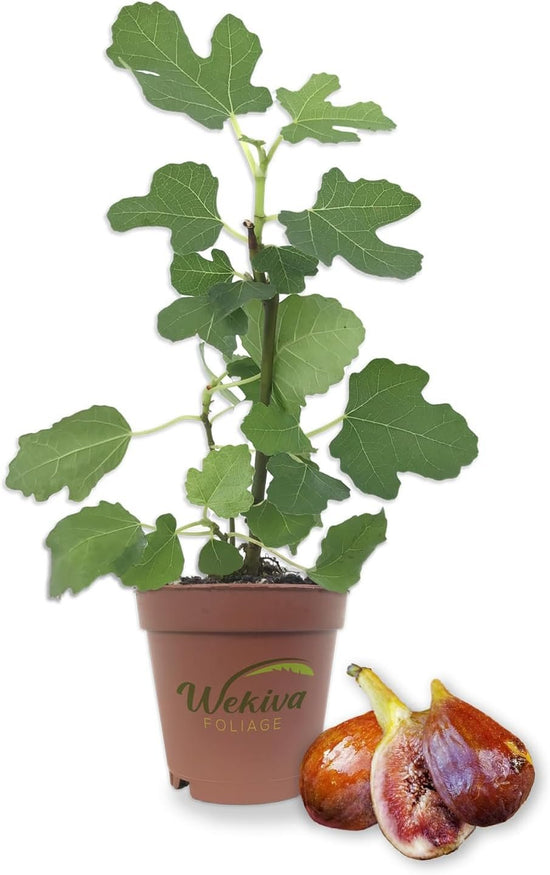 Olympian Fig Tree - Live Starter Plants - Ficus Carica - Edible Fruit Tree for The Patio and Garden