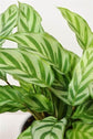 Calathea Prayer Plant - Live Plant in a 2 Inch Pot - Starter Plants - Beautiful and Elegant Easy Care Indoor Houseplants from The Nursery