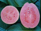 Barbie Pink Guava Tree - Live Starter Plants in 2 Inch Grower&