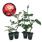 Double Delight Rose Bush - Live Starter Plants in 2 Inch Pots - Beautifully Fragrant Rose from Florida - Stunning Hybrid Tea Rose Cultivar - Add Color and Fragrance to Any Garden