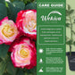 Double Delight Rose Bush - Live Starter Plants in 2 Inch Pots - Beautifully Fragrant Rose from Florida - Stunning Hybrid Tea Rose Cultivar - Add Color and Fragrance to Any Garden