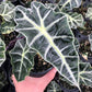 Alocasia - Live Plants in 4 Inch Pots - Florist Quality Air Purifying Indoor Plant - Nature&