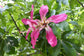 Silk Floss Tree - Live Plant in a 3 Gallon Growers Pot - Ceiba Speciosa - Extremely Rare and Beautiful Palms from Florida