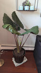 Alocasia - 4 Live Starter Plants in 2 Inch Pots - Alocasia - Florist Quality Air Purifying Indoor Plant - Nature&