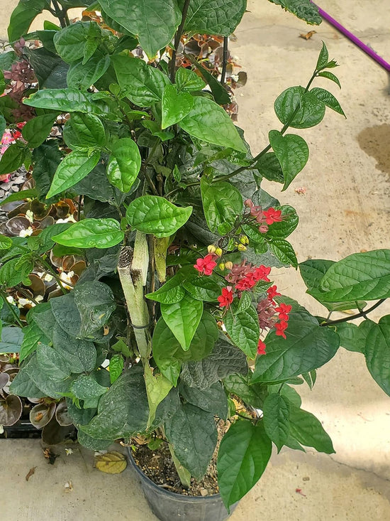 Bleeding Heart Vine with Trellis - Live Plant in a 10 Inch Pot - Clerodendrum - Florist Quality Indoor Outdoor Flowering Vine from Florida