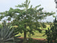 Silk Floss Tree - Live Plant in a 3 Gallon Growers Pot - Ceiba Speciosa - Extremely Rare and Beautiful Palms from Florida