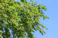 Everbearing Mulberry Tree - 3 Live Tissue Culture Starter Plants - Edible Fruit Tree for The Patio and Garden
