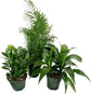 Air Purifying Houseplant Multi-Pack - 3 Live Plants in 6 Inch Pots - ZZ Zamioculcas Zamiifolia, Dracaena Janet Craig, Neanthe Bella Parlor Palm - Easy Care Indoor Houseplants