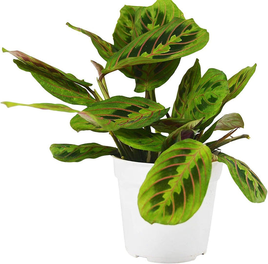 Red Maranta Prayer Plant - Live Plant in a 4 Inch Pot - Maranta Leuconeura “Erythroneura” - Beautiful Easy to Grow Air Purifying Indoor Plant