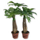 Money Tree Braid - Live Plants in 3 Inch Growers Pots - Pachira Aquatica - Low Maintenance Indoor Houseplant - Your Feng Shui Path to Prosperity