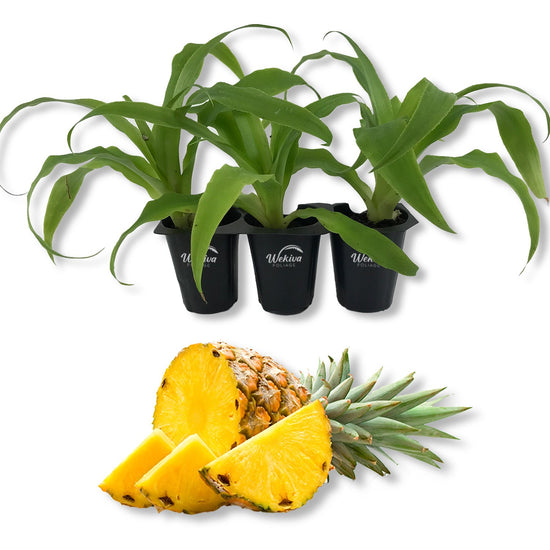 Elite Gold Pineapple Plant - Live Starter Plants in 2 Inch Pots - Ananas Comosus - Edible Fruit Tree for The Patio and Garden