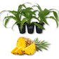 Elite Gold Pineapple Plant - Live Starter Plants in 2 Inch Pots - Ananas Comosus - Edible Fruit Tree for The Patio and Garden