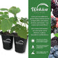 Berry Variety Pack - 4 Live Starter Plants - One Each Starter Plant of Blueberry, BlackBerry, Raspberry, and Boysenberry for Your Edible Garden