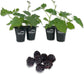 Blackberry Plant - 4 Live Starter Plants - Rubus - Fruit Trees for The Patio and Garden