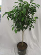 Ficus Benjamina Weeping Fig Standard - Live Plant in a 10 Inch Pot - Ficus Benjamina - Beautiful Ornamental Interior Tree