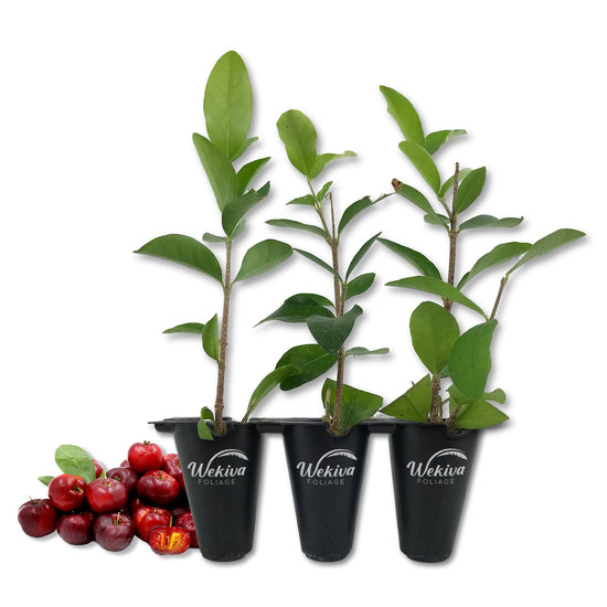 Barbados Cherry Tree - Live Starter Plants in 2 Inch Pots - Malpighia Emarginata - Edible Fruit Bearing Tree for The Patio and Garden