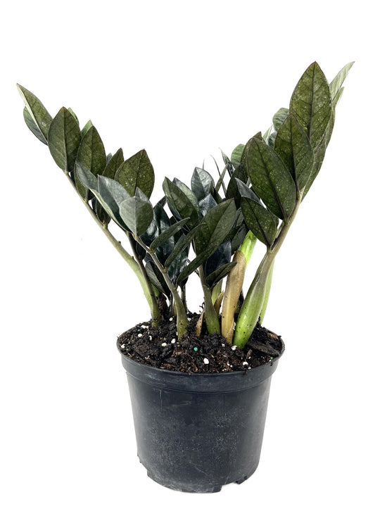 Nova Star ZZ Plant - Live Plant in a 6 inch Pot - Zamioculcas Zamiifolia "Nova Star - Extremely Rare Indoor Houseplant from Florida