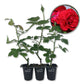 Don Juan Rose Bush - Live Starter Plants in 2 Inch Pots - Beautifully Fragrant Heirloom Rose from Florida - A Versatile Beauty with a Rich Fragrance