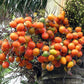 Foxtail Palm - Live Starter Plants in 2 Inch Pots - Wodyetia Bifurcata - Rare Ornamental Palms of Florida