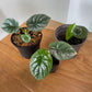 Alocasia - Live Plants in 4 Inch Pots - Florist Quality Air Purifying Indoor Plant - Nature&