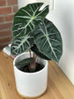 Alocasia - Live Plants in 4 Inch Pots - Florist Quality Air Purifying Indoor Plant - Nature&