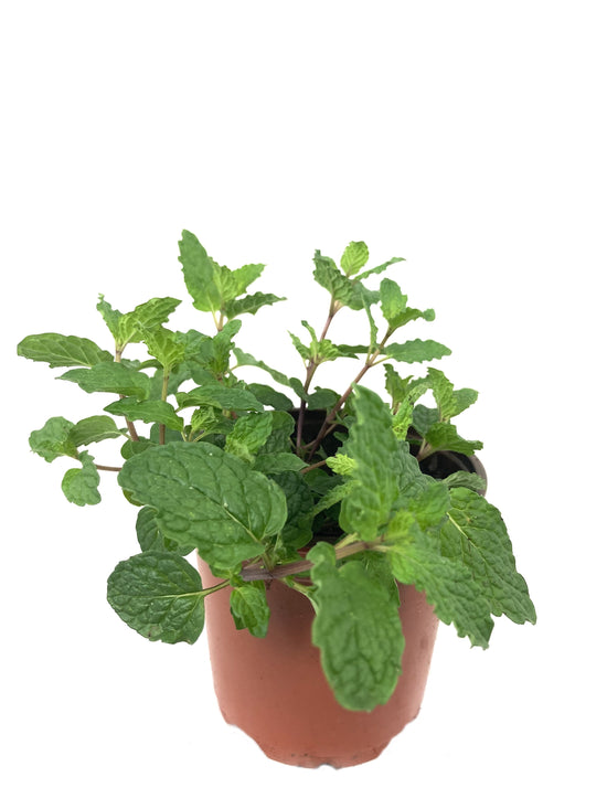 Mojito Mint Plant - Live Plant in a 4 inch Pot - Mentha x Villosa - Indoor Outdoor Edible Herbs for Kitchen Garden